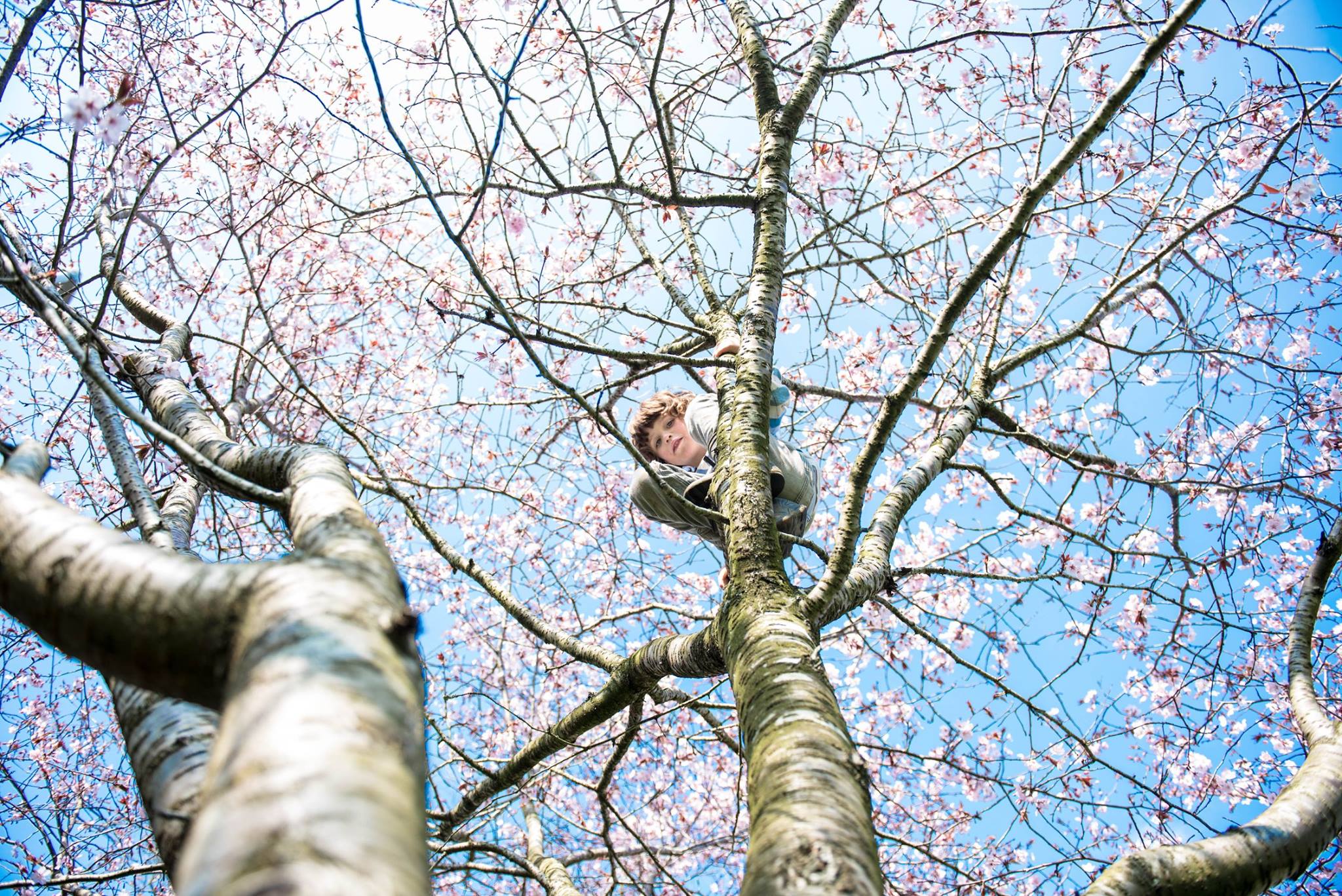 young boy sitting in a blossom tree