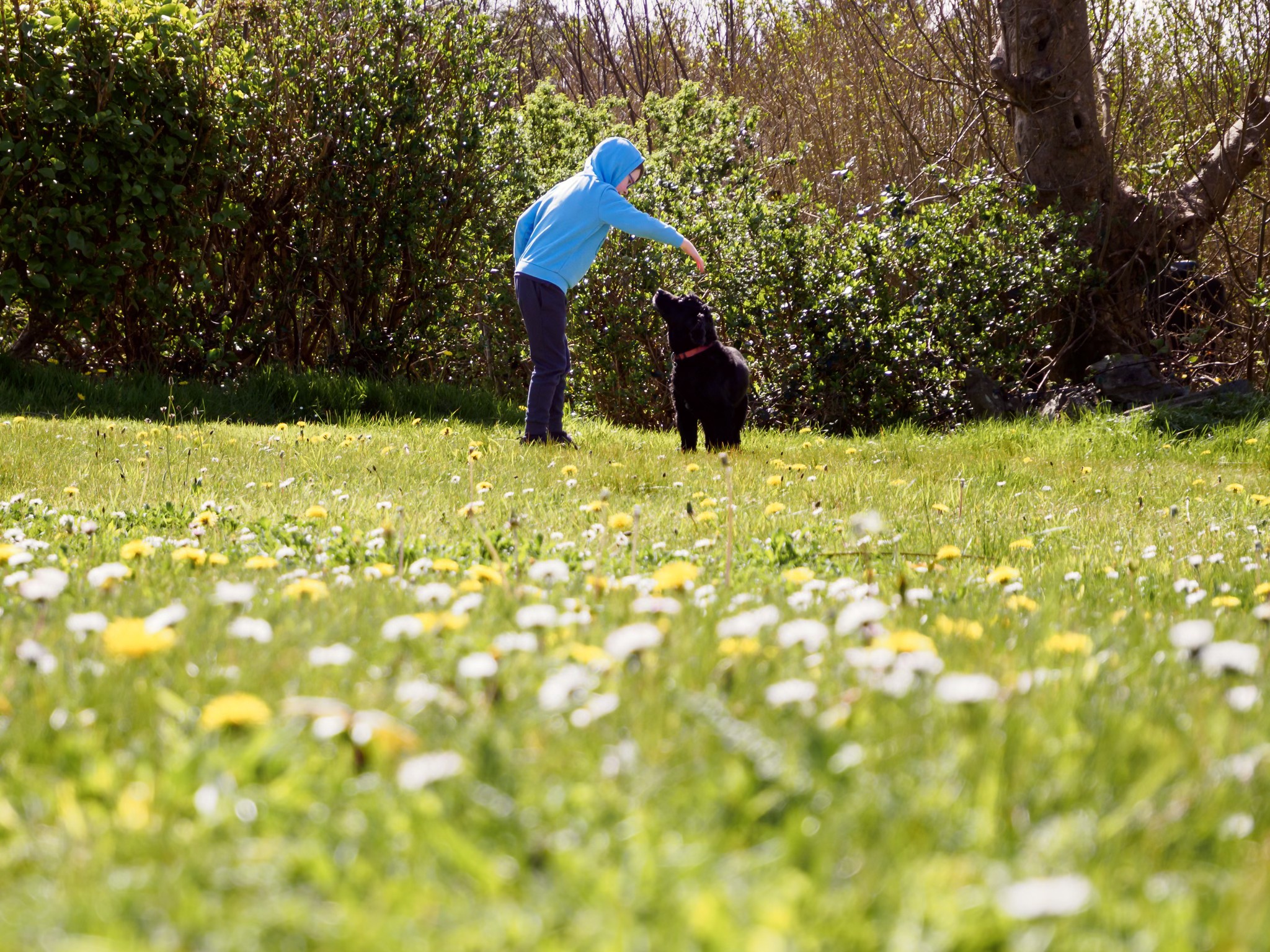 a boy with his dog on a a spring meadow