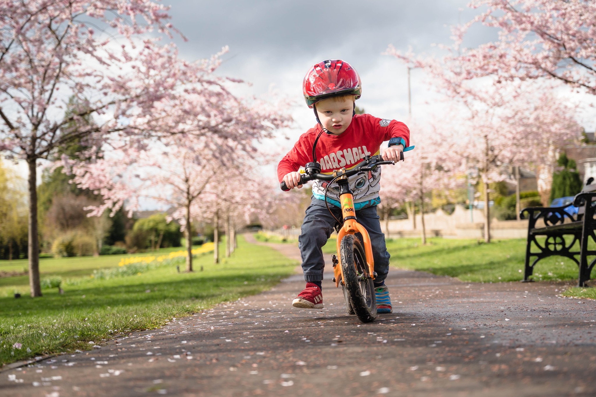 Young boy on a bike on a blossom lined path