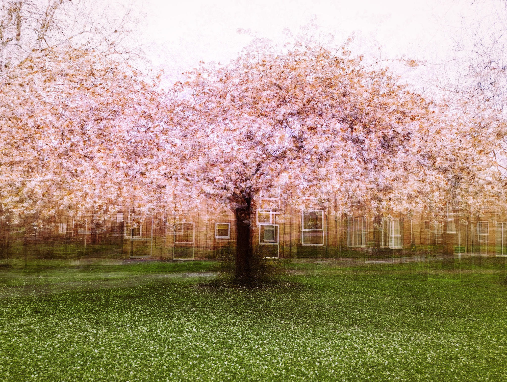 an mpressionistic multiple exposure of a blossom tree