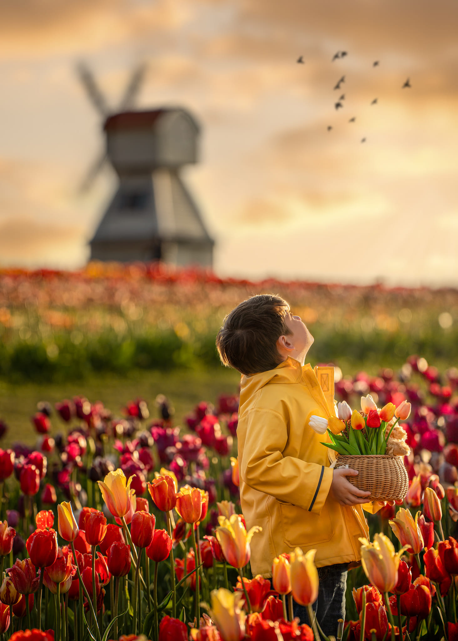 a composite photo of a child ina tulip field with a windmill in the background