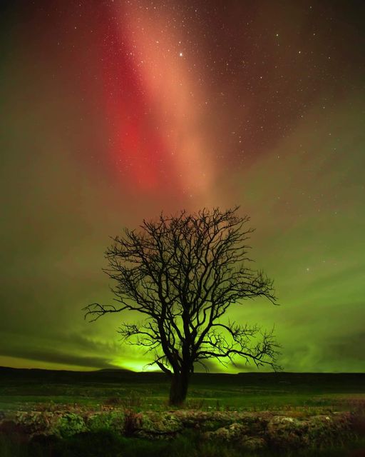 a single tree silhouette against aurora sky 