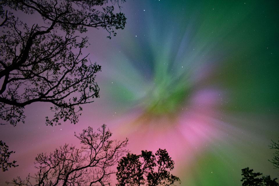 Aurora borealis seen through the trees