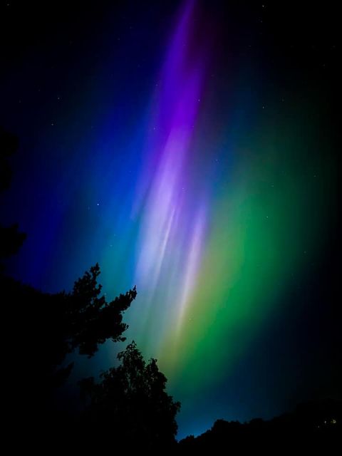 Aurora borealis seen through trees